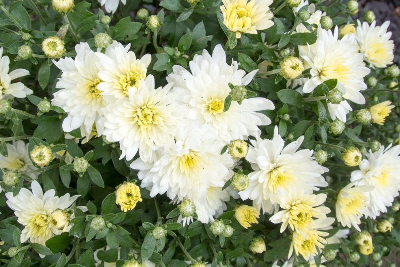 Chrysanthemum02.jpg