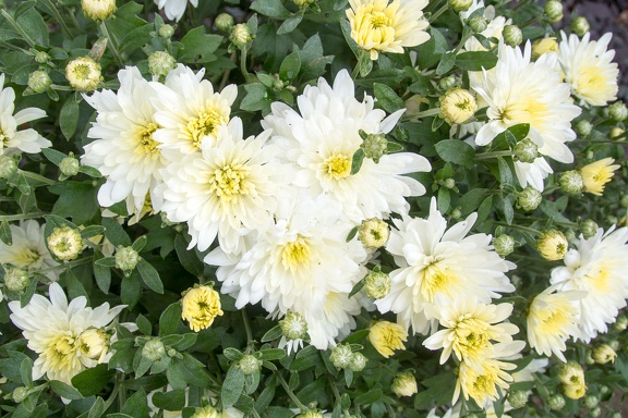 Chrysanthemum02